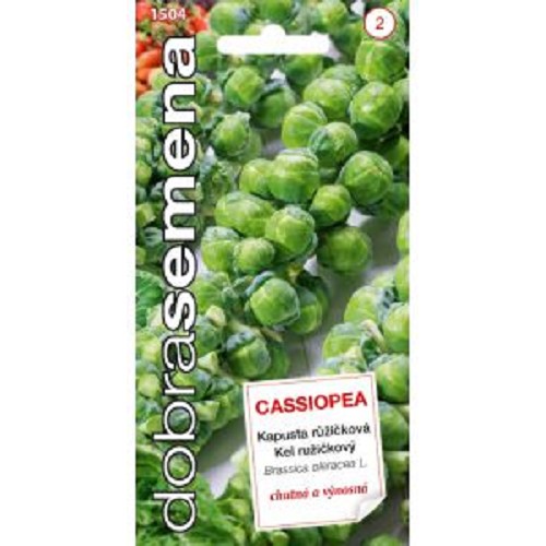 Kel DS ružičkový Cassiopeia